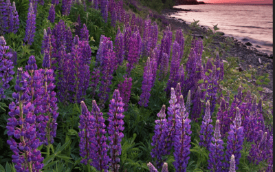 Lupines!